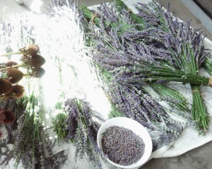 lavender-ueki